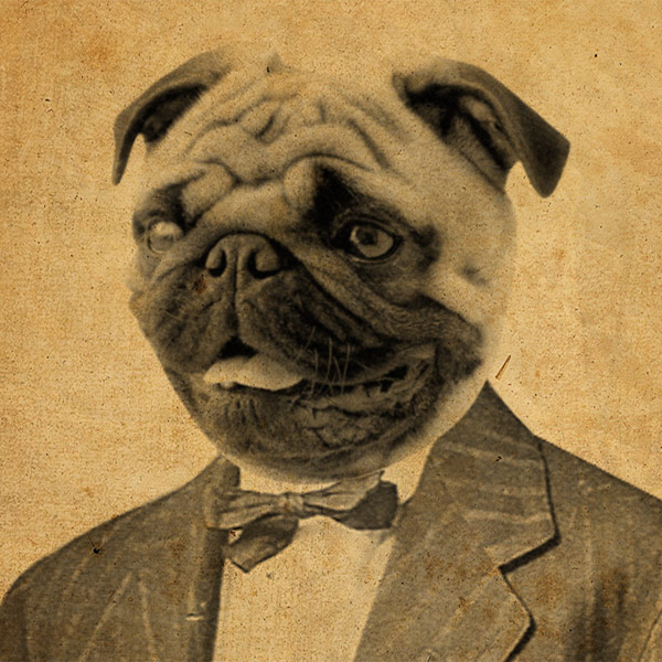 pugs in suits luciusart pug in a suit 8x10 print store powered by storenvy pugs in suits luciusart pug in a suit 8x10 print store powered by storenvy