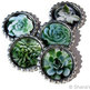 Succulents for your Fridge - Bottle Cap Magnet Set - Set of 5 - Thumbnail 1