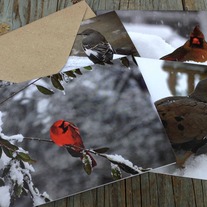 Four Snowy Day Birds Note Cards