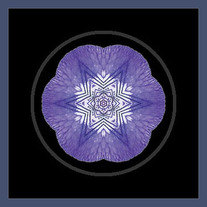 Iris I