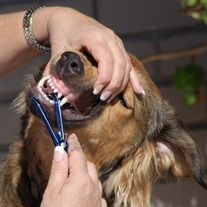 Dogfloss_medium