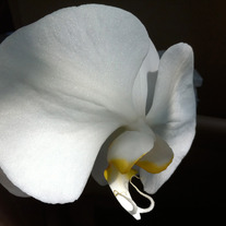 Orchid_medium