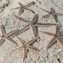 Star_fish_032_copy_medium