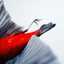 Scarlett Tanager