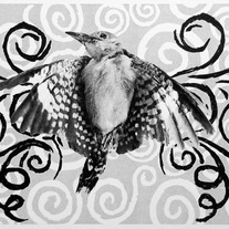Woodpecker, Lithography