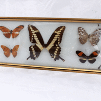 Framed Real Butterfly Collection Display