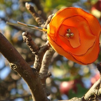 Dsc06450_medium
