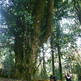 Big_tree_grande_small
