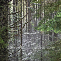 C_20_20faded_20forest9x12_medium