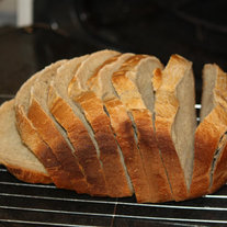 Wheat_medium