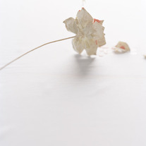Flower2_medium