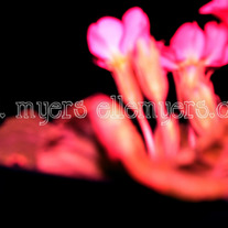 L._20myers_20photography_20portfolio-14-2_medium