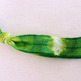 Sisterly Ties- No-Crease TIE DYE Hair Tie (ONE) - Thumbnail 3