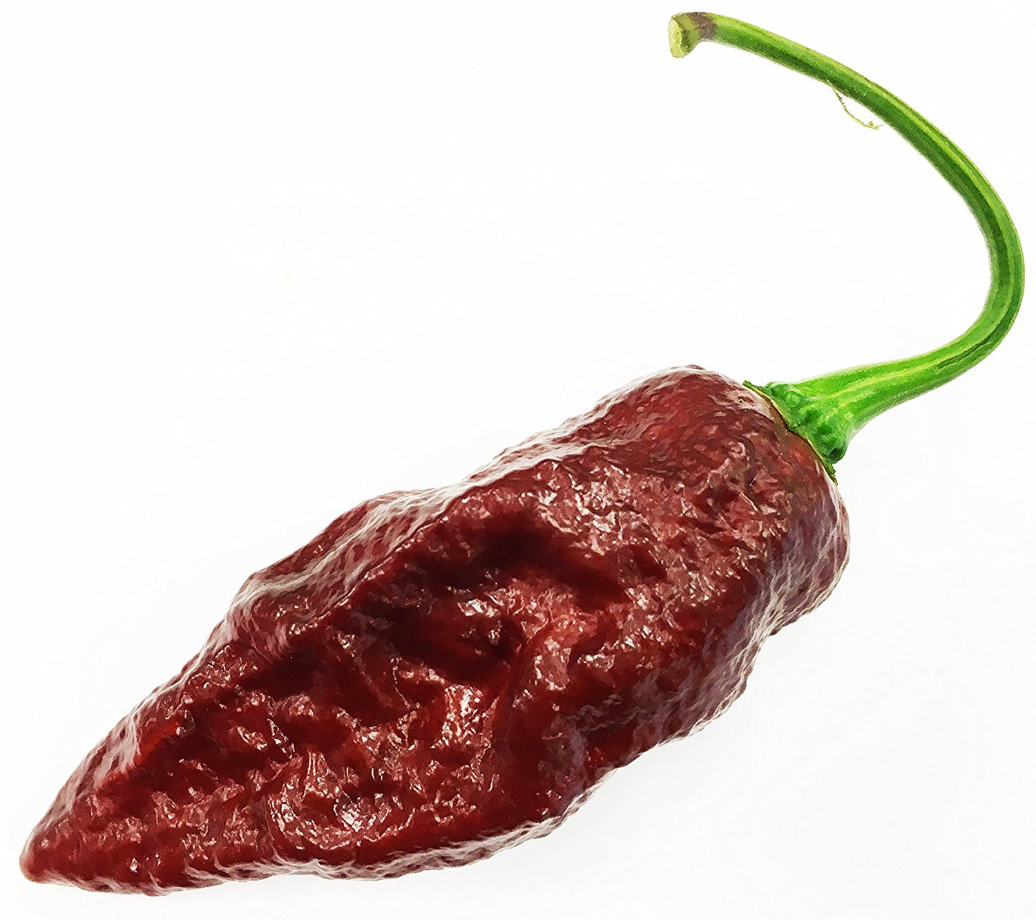 Sepia Serpent (Douglah X Reaper) Pepper Premium Seed Packet · Sherwood