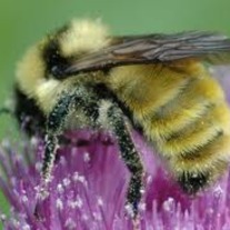 Beepollenflowerpic_medium