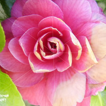 Flower_201_medium