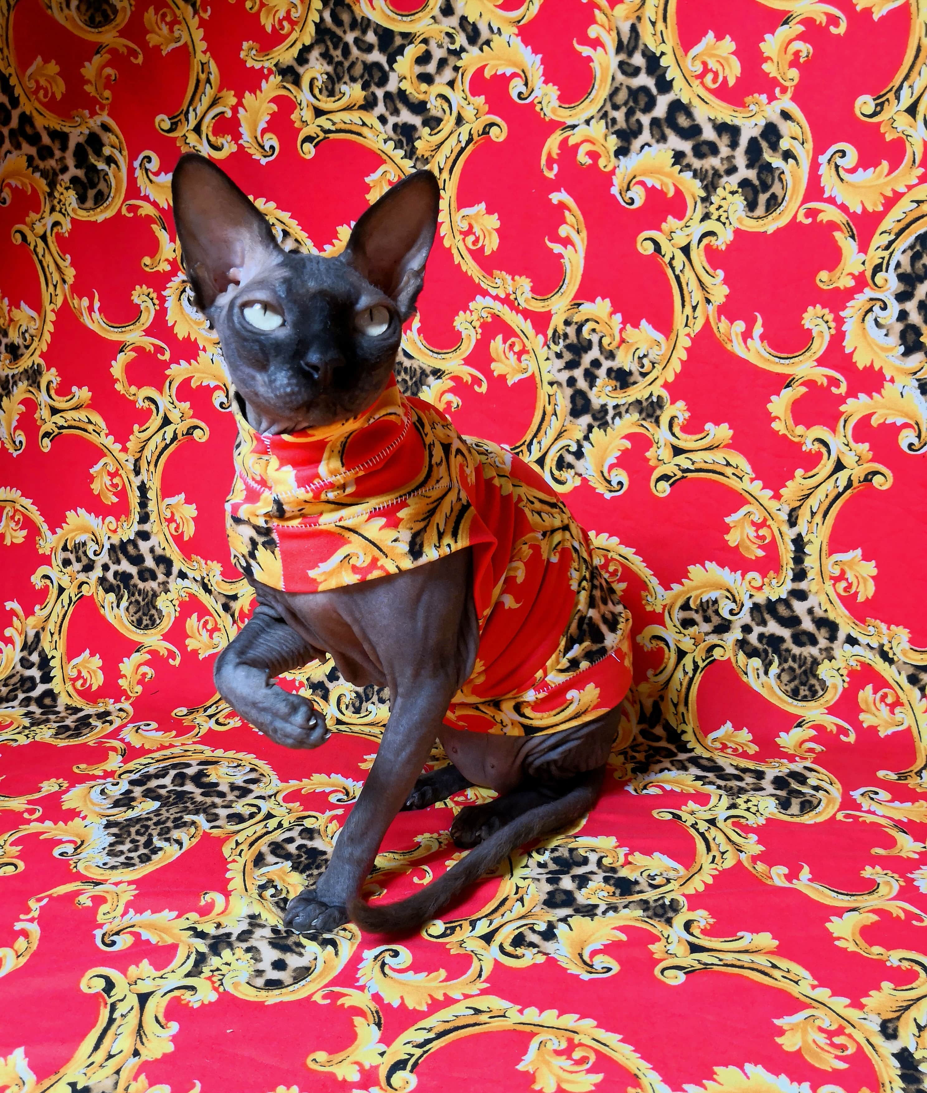 versace cat