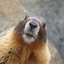 Marmot8x10_medium