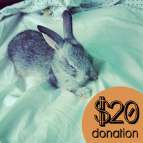 $20 Donation