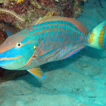 Parrot_fish