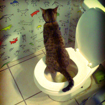 Cats Are The Illest