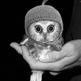 Chouette_2_