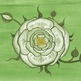 White_rose