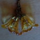 Cloches