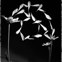 Untitled__iv__8x10_medium