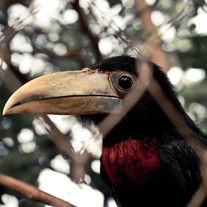 Baby toucans need love too