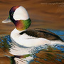 Wbufflehead_web_small