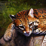 Ocelot_web_small