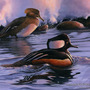 Hooded_mergansers_web_small