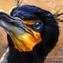 Double_crested_cormorant_small