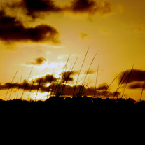 Golden_isles_medium