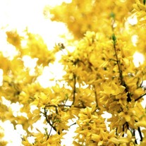 Yellowforth8x12_medium