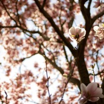 Magnolias8x12_medium
