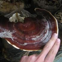 Reishi-mushroom-photo-1