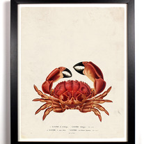 Crab_20on_20vintage_20paper_medium