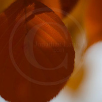 Autumn-13_medium