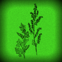 Wormwood-1-1_medium