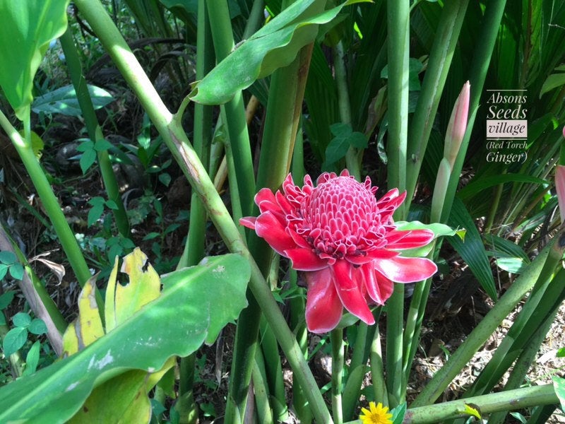 Hoxem Rare Red Torch Ginger Lily Etlingera Elatior Growable Live Rhizoms Bulbs 3 Rhizomes From Storenvy Accuweather Shop