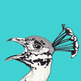 Peacock_small