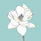 Magnolia_small